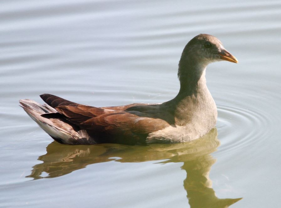 Eurasian Moorhen - Sandeep Channappa