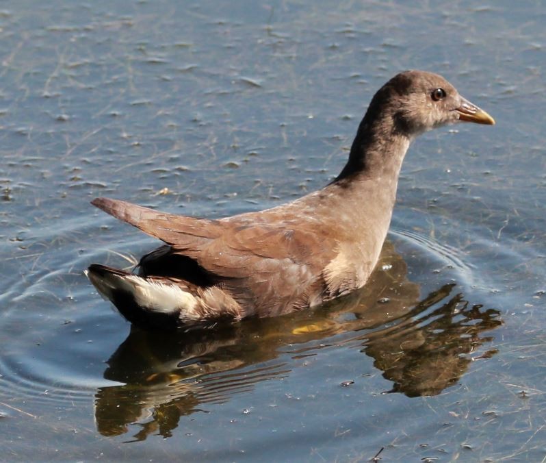 sivhøne - ML356799761