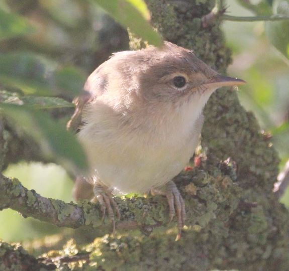 Common Reed Warbler - Sandeep Channappa