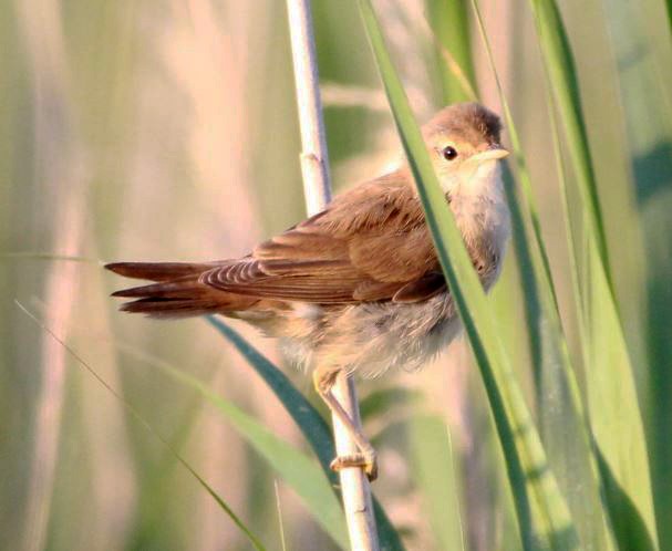 Common Reed Warbler - Sandeep Channappa