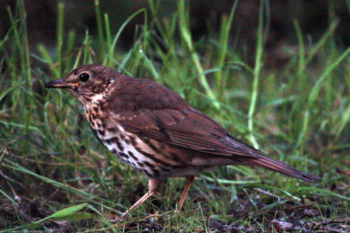 Song Thrush - ML356800791
