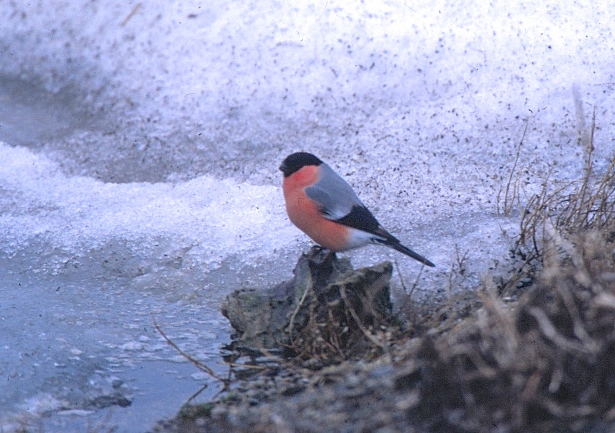 Eurasian Bullfinch - Gil Ewing