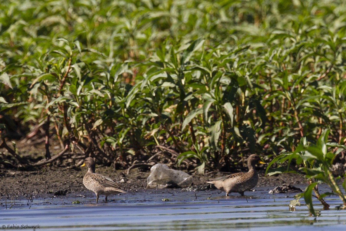 Yellow-billed Teal - ML356804481