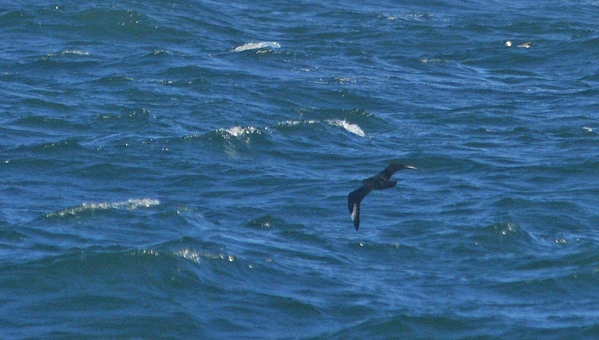 Great Skua - Jeremiah Trimble