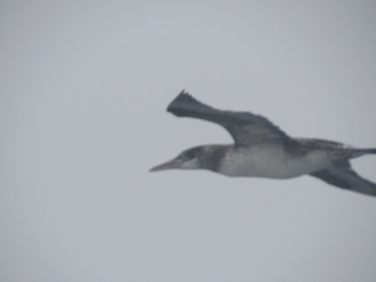 Northern Gannet - ML356806671