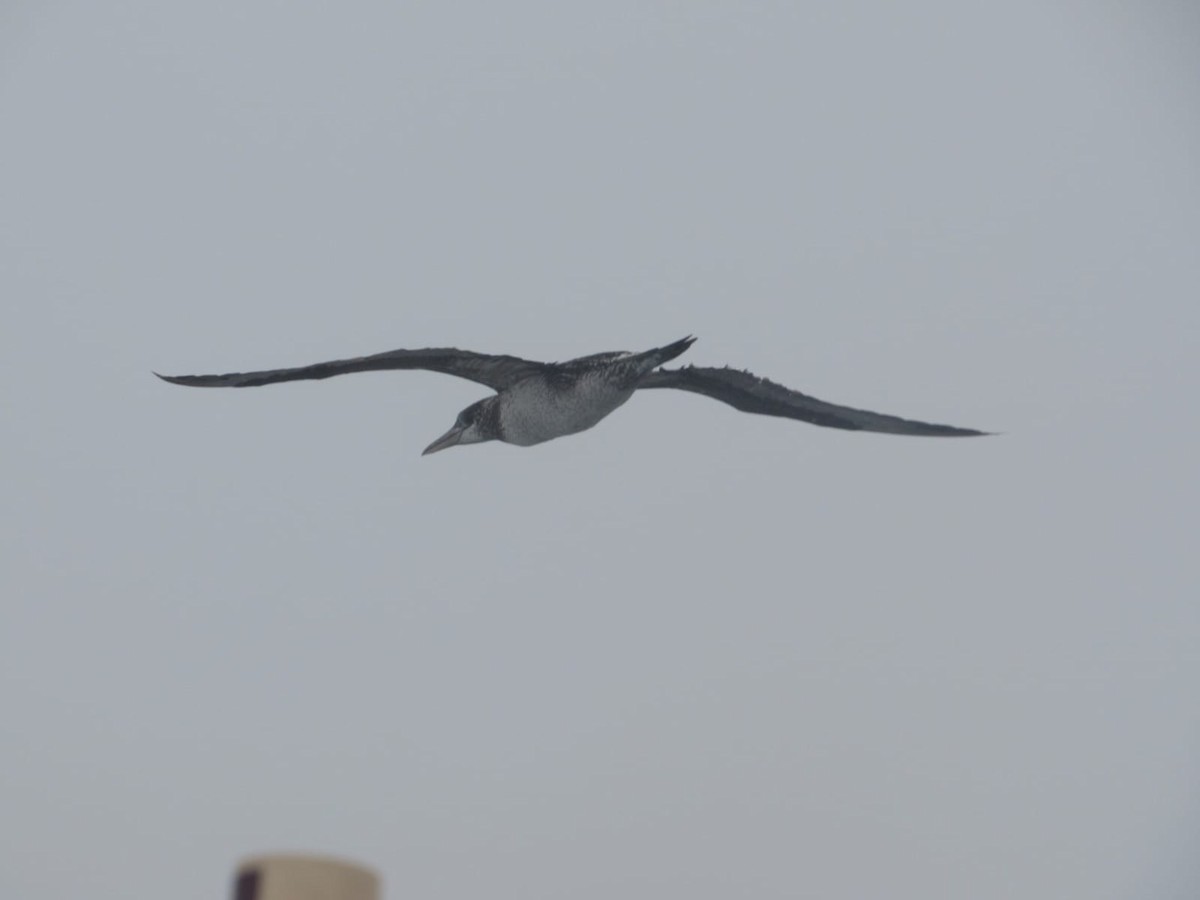 Northern Gannet - ML356806681