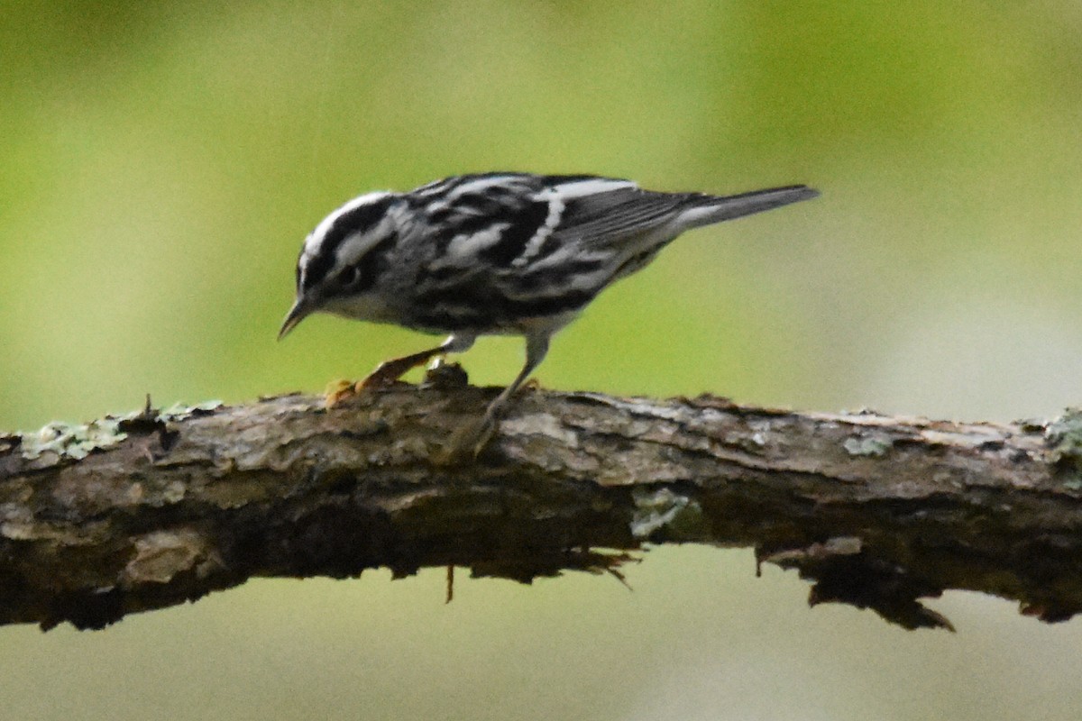 Black-and-white Warbler - Mike Conway