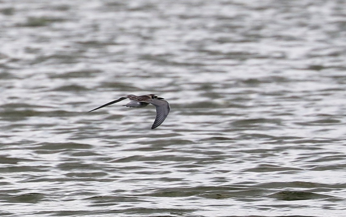 Black Tern - ML356810391