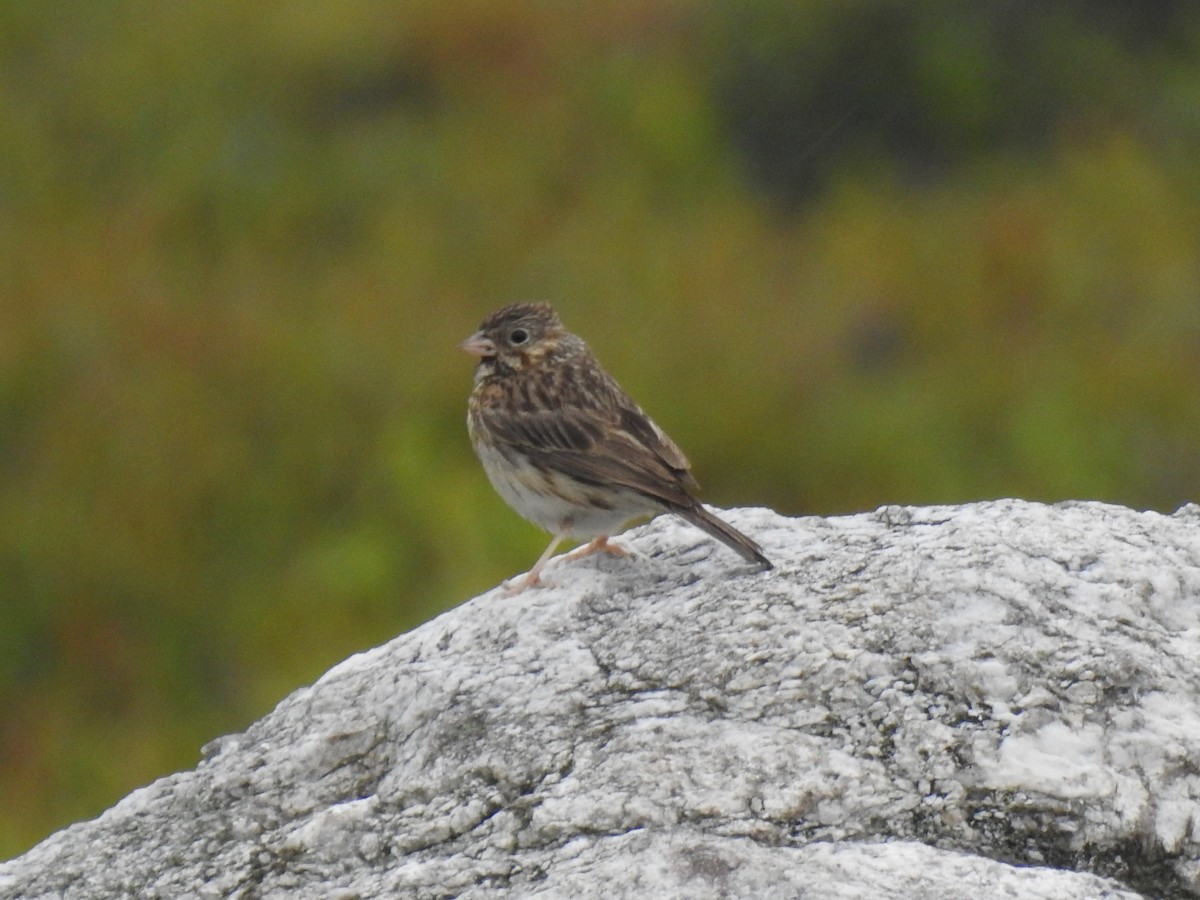 Vesper Sparrow - ML356811481