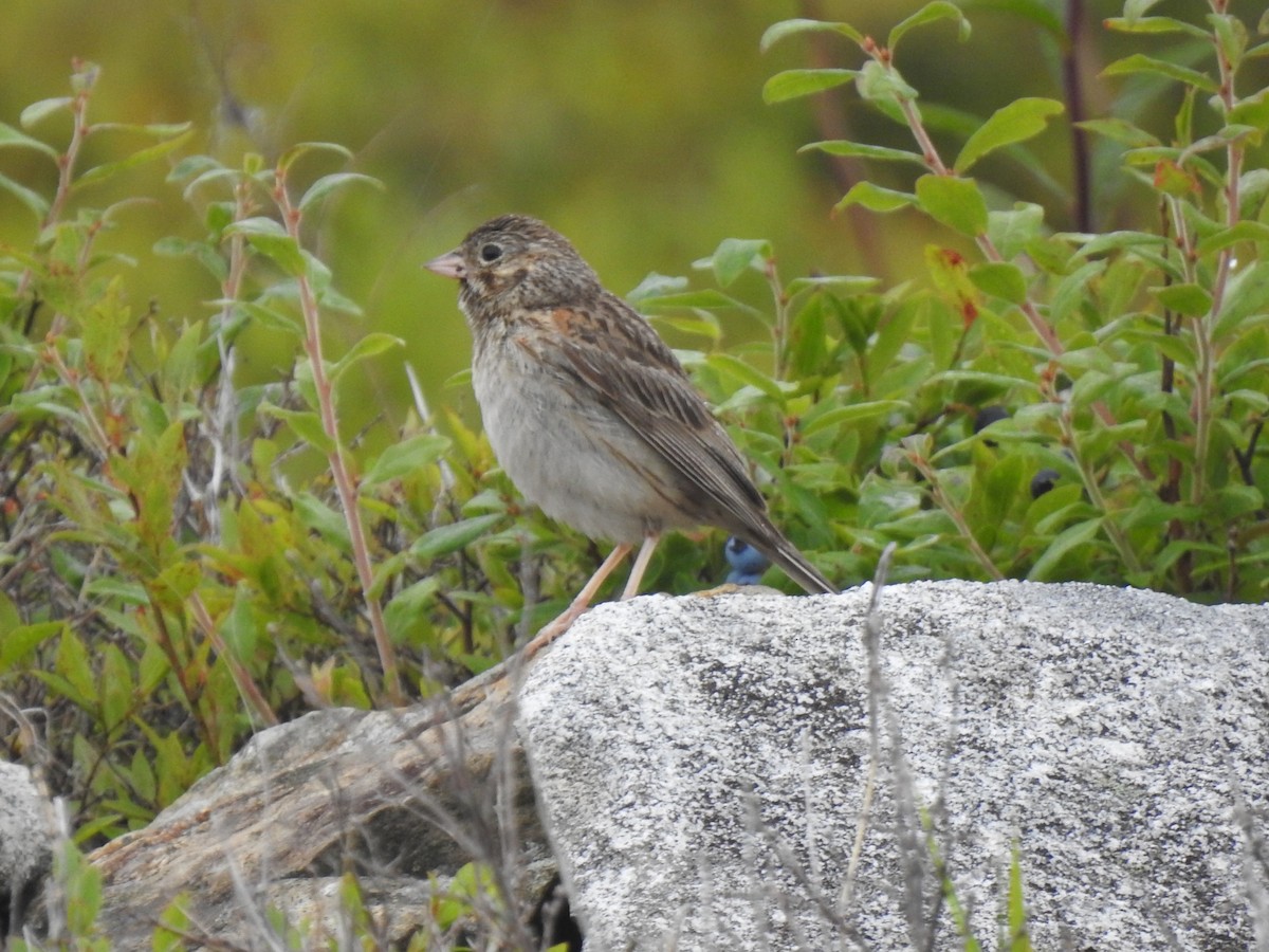 Vesper Sparrow - ML356811491