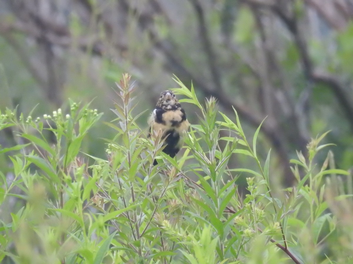 bobolink americký - ML356811751