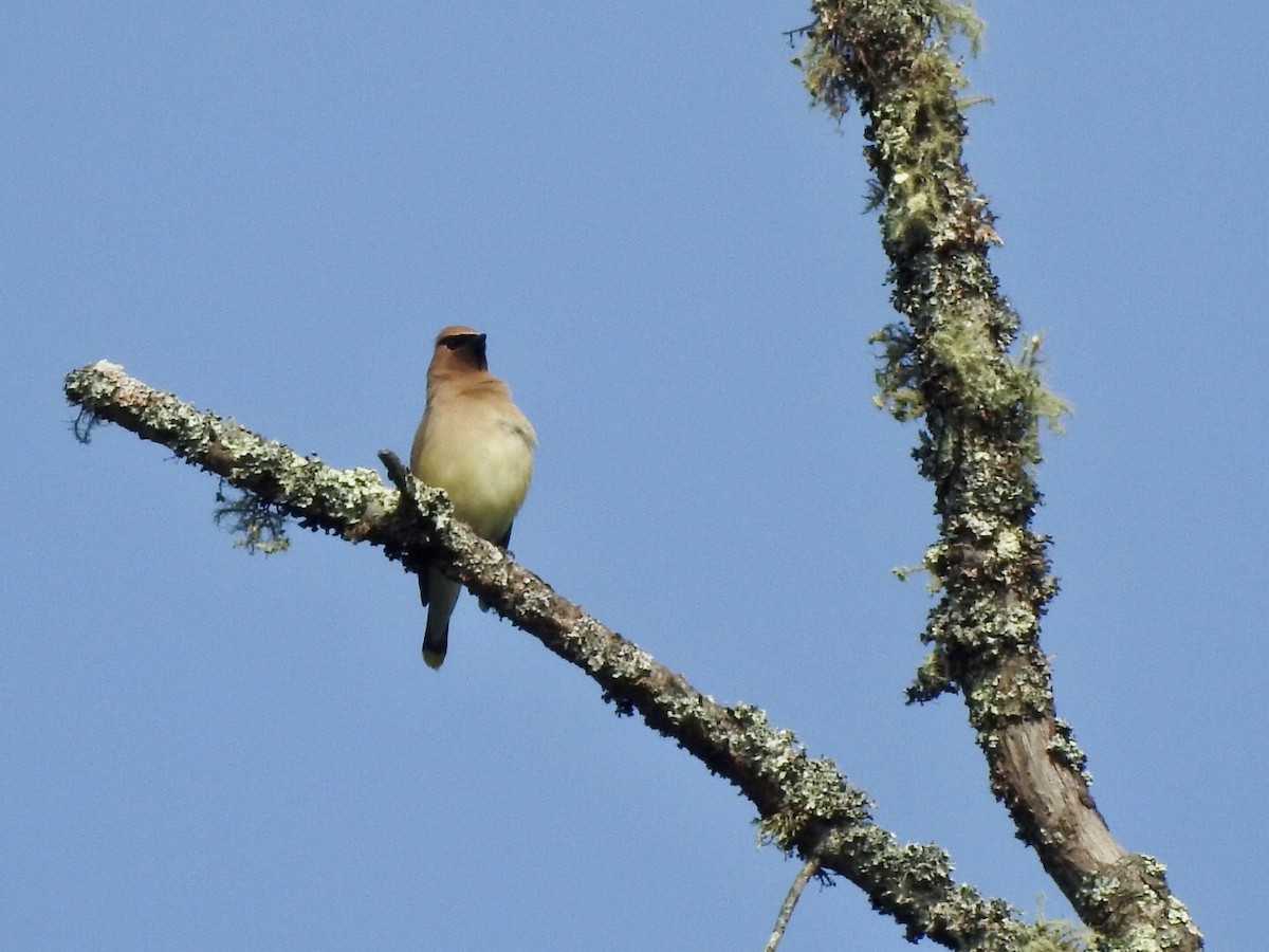 Cedar Waxwing - ML356812371