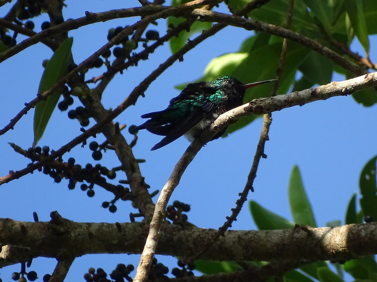 Red-billed Emerald - ML356812511