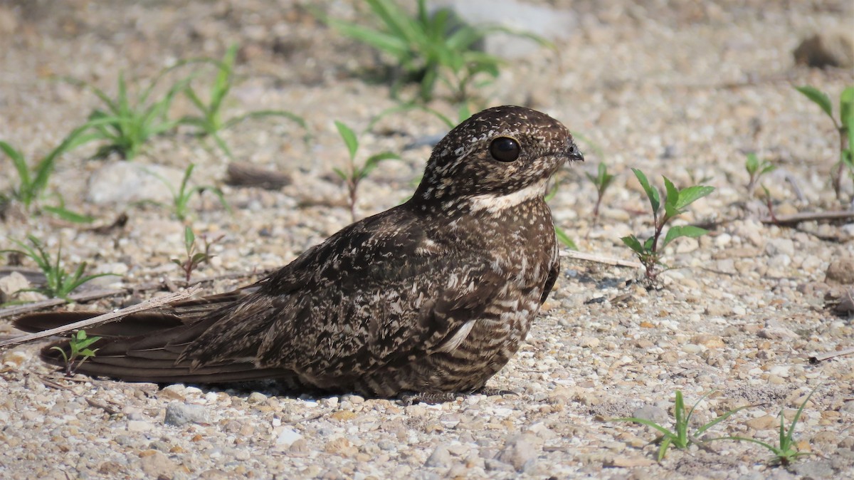 Common Nighthawk - ML356813141