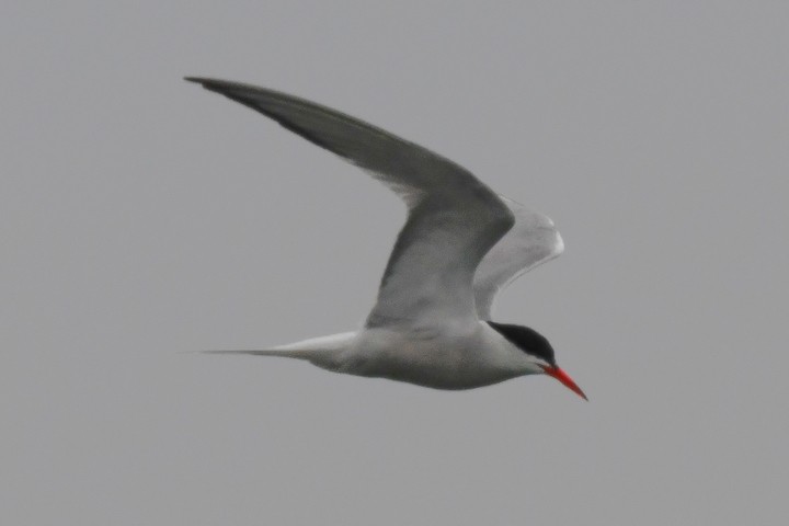 Common Tern - ML356813581