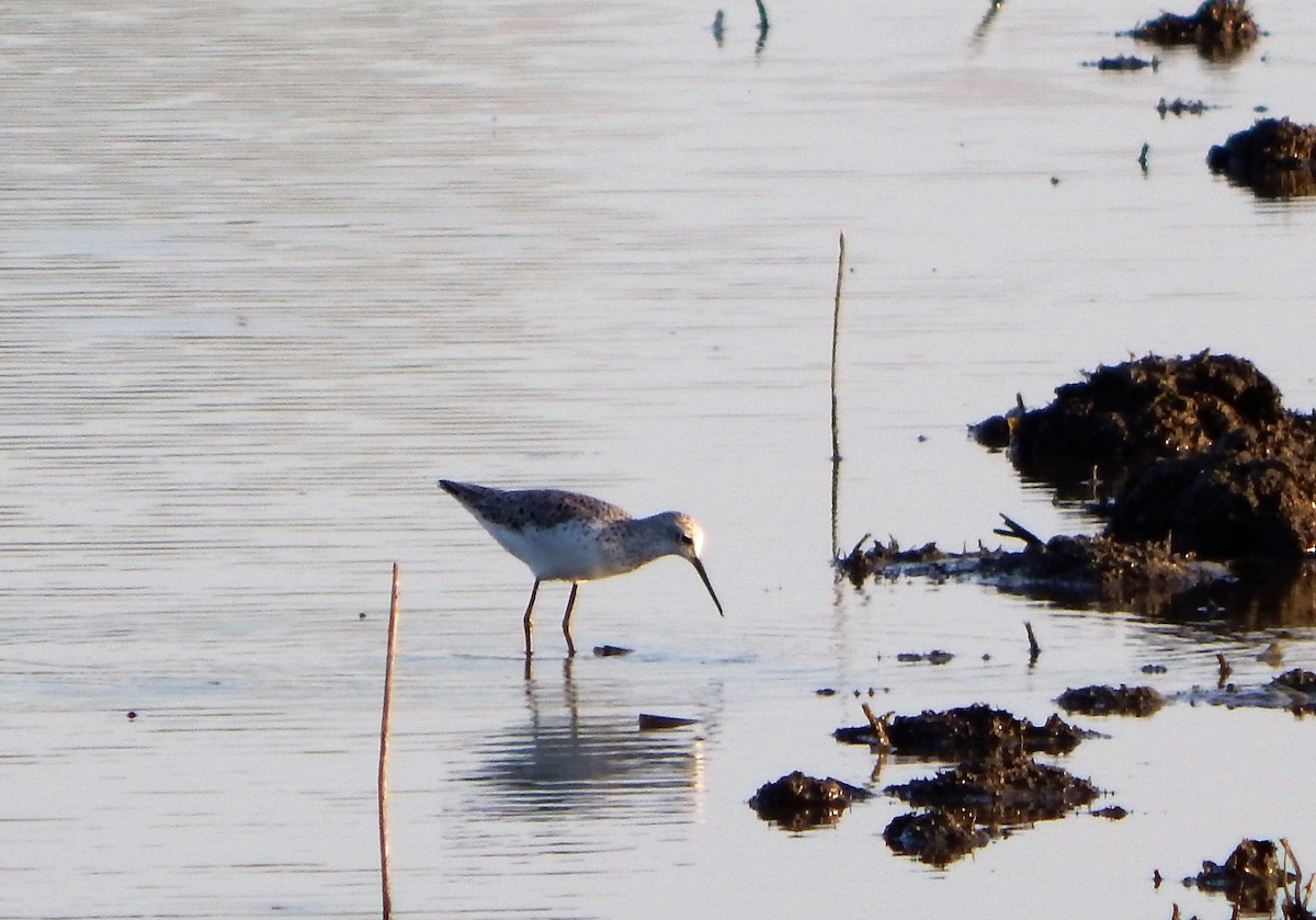 Marsh Sandpiper - ML356813801