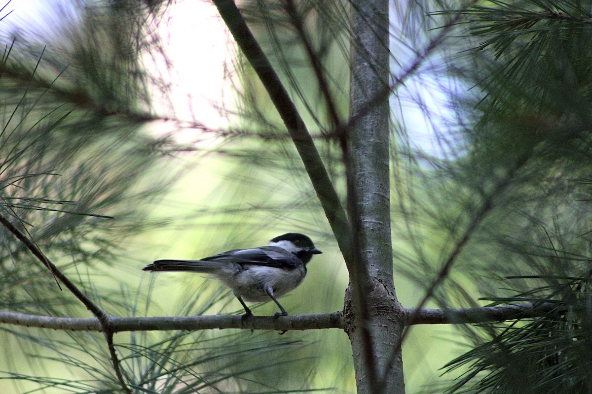 Black-capped Chickadee - ML356813811