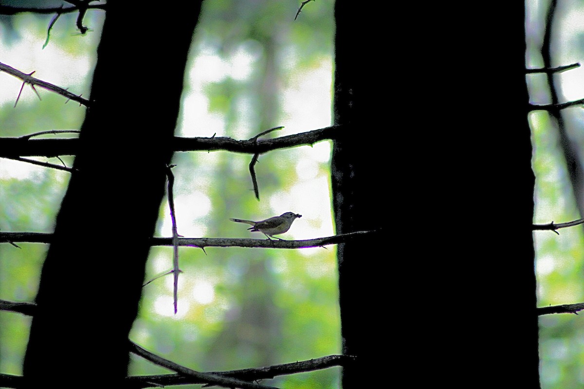 American Redstart - ML356813871