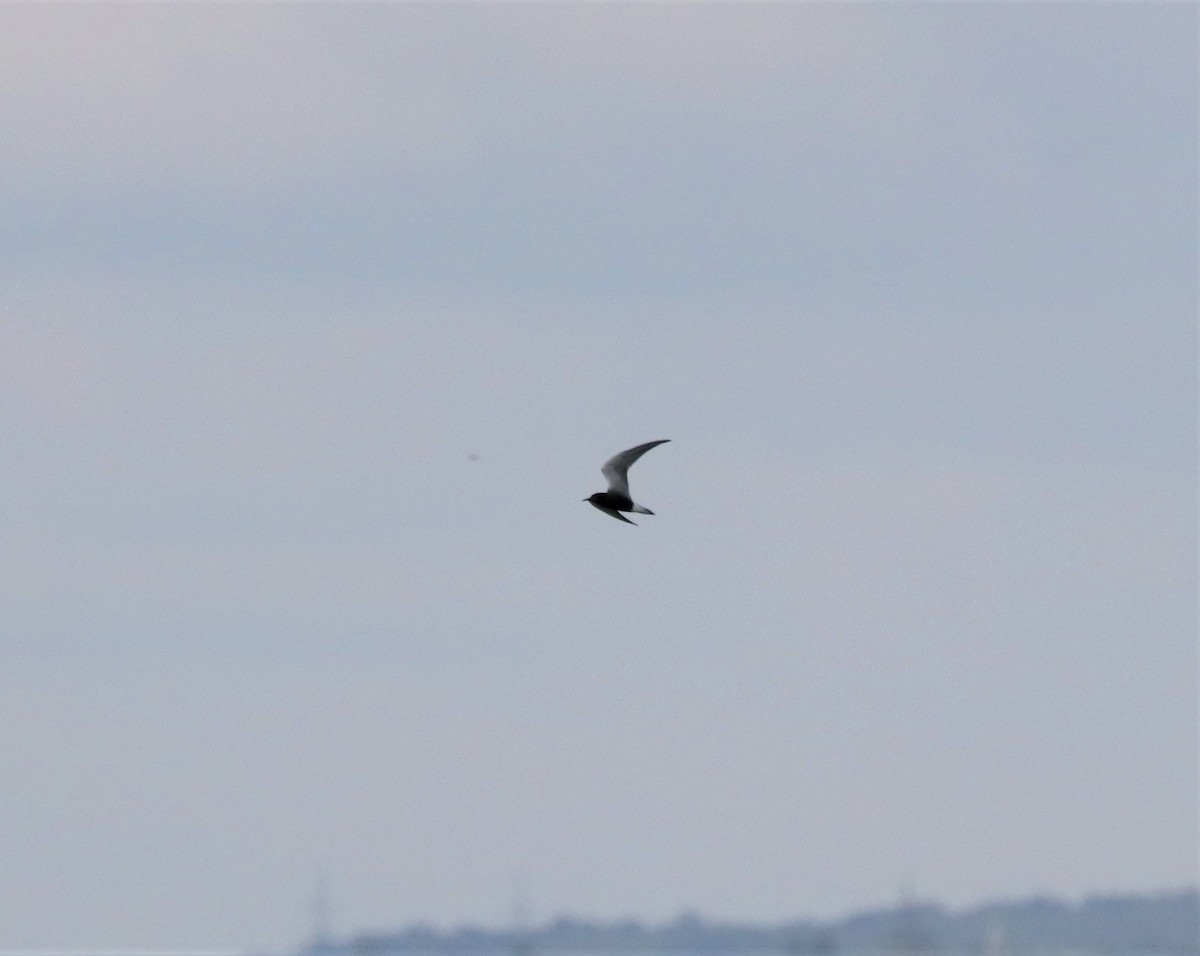 Black Tern - ML356814441