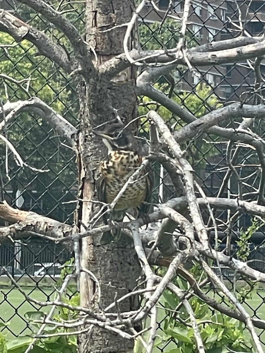 American Robin - ML356815781