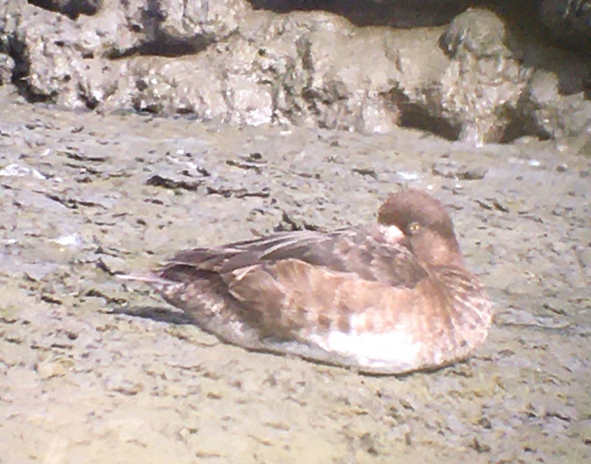 Greater Scaup - Bryan Flaig