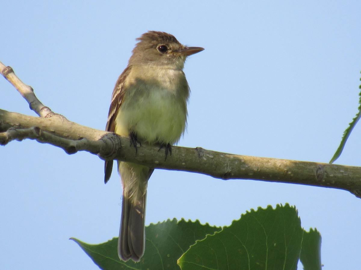Willow Flycatcher - Mike Partridge
