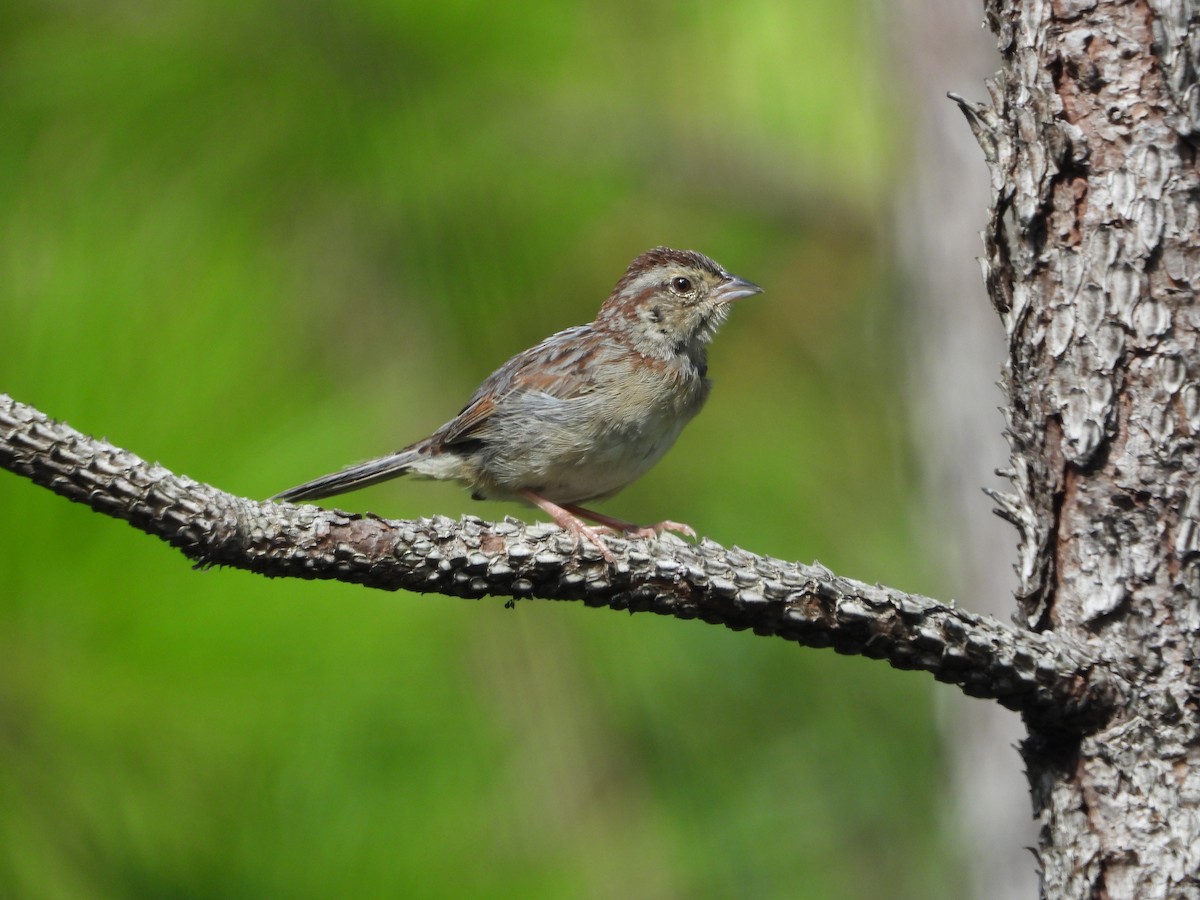 Bachman's Sparrow - ML356819751