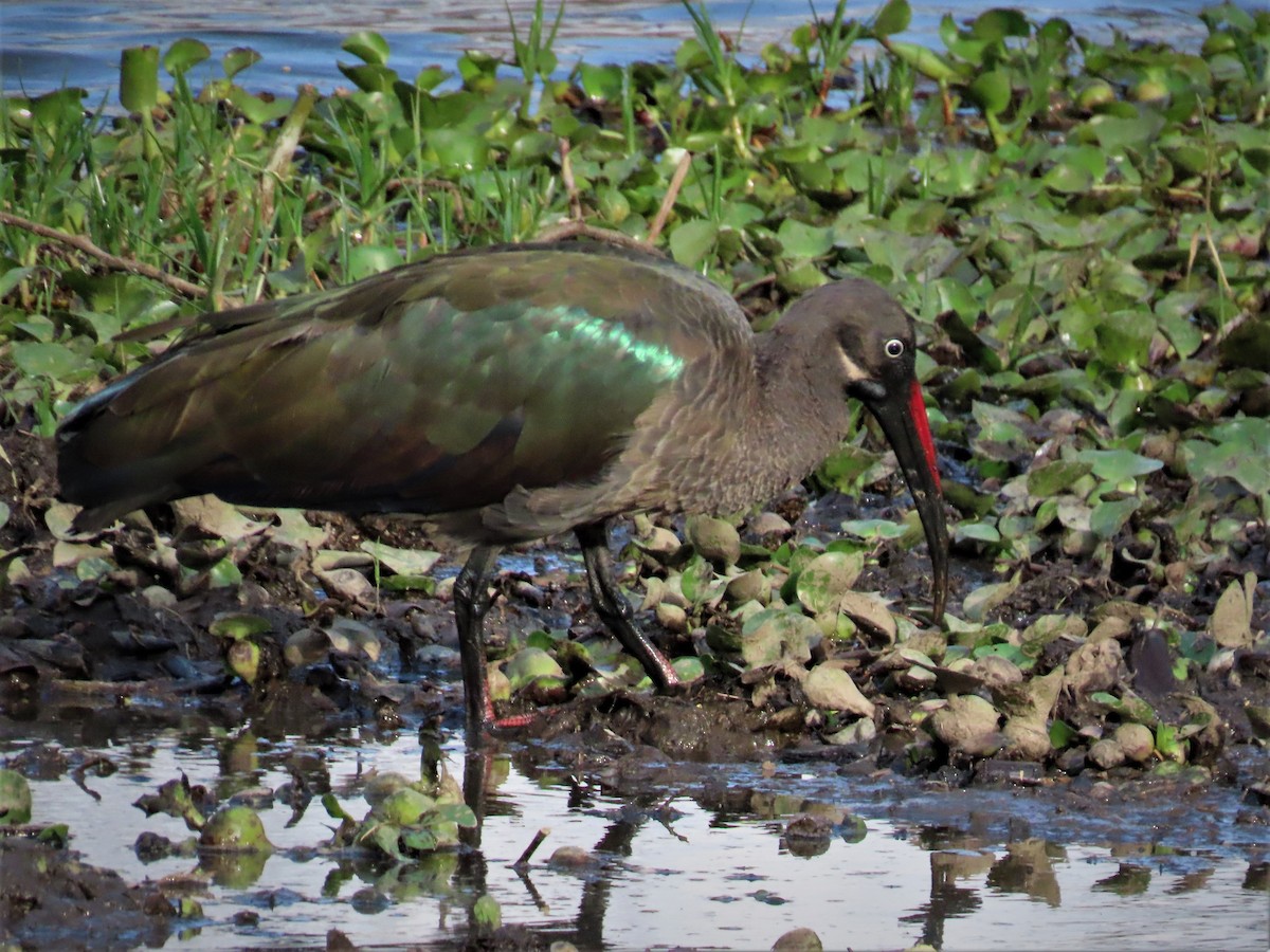 Hadada Ibis - Jose Adrián  Sánchez Romero
