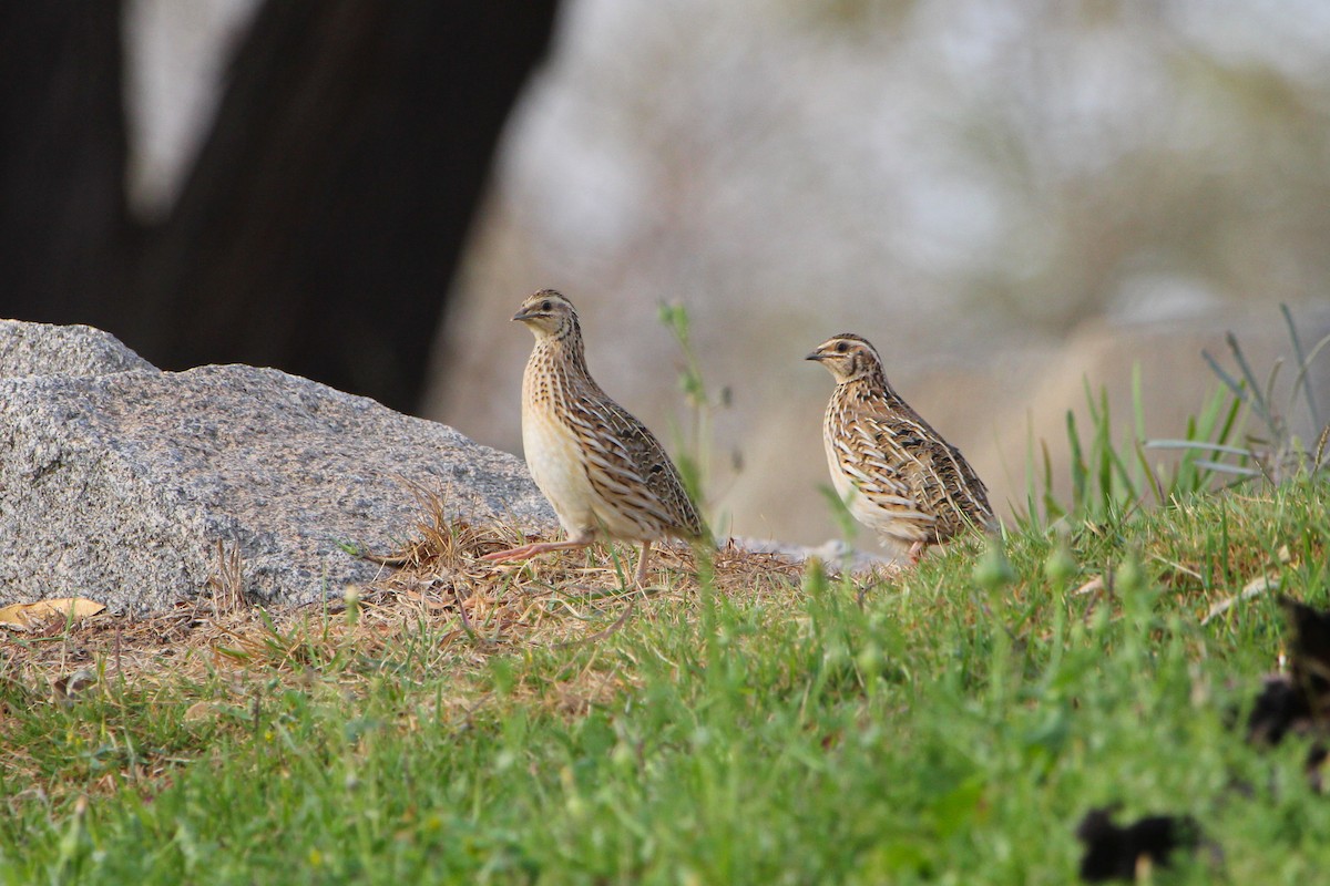 Common Quail - Thomas Galewski