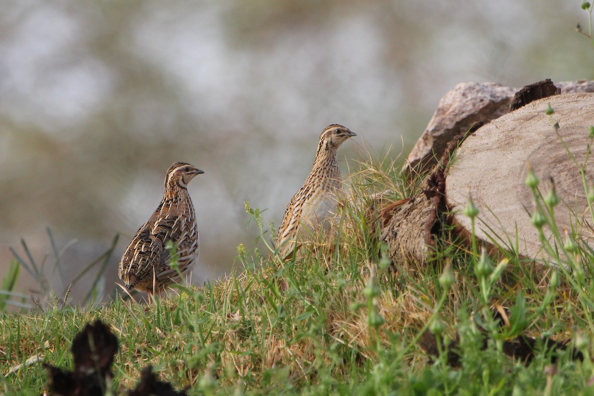 Common Quail - ML356820441