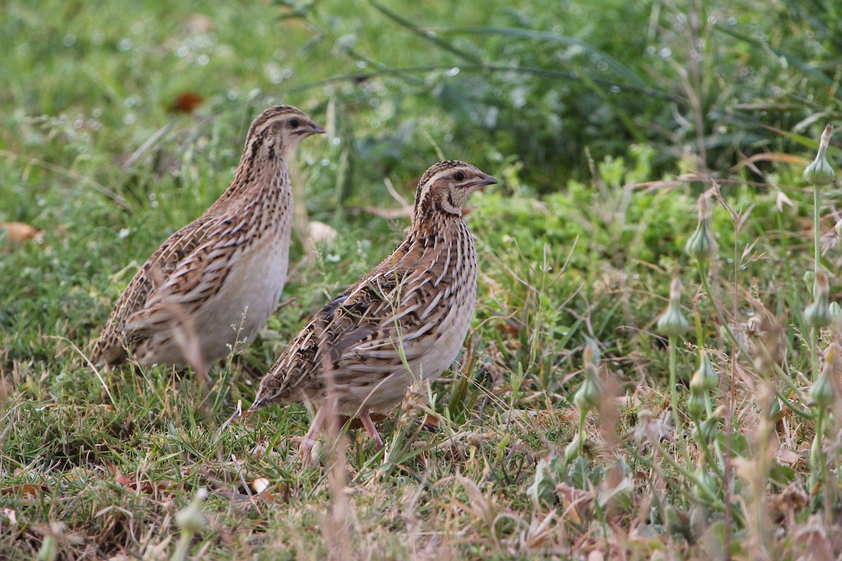 Common Quail - ML356820531