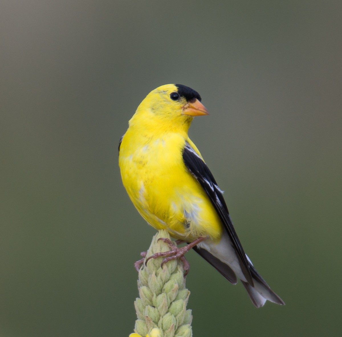 American Goldfinch - ML356821061