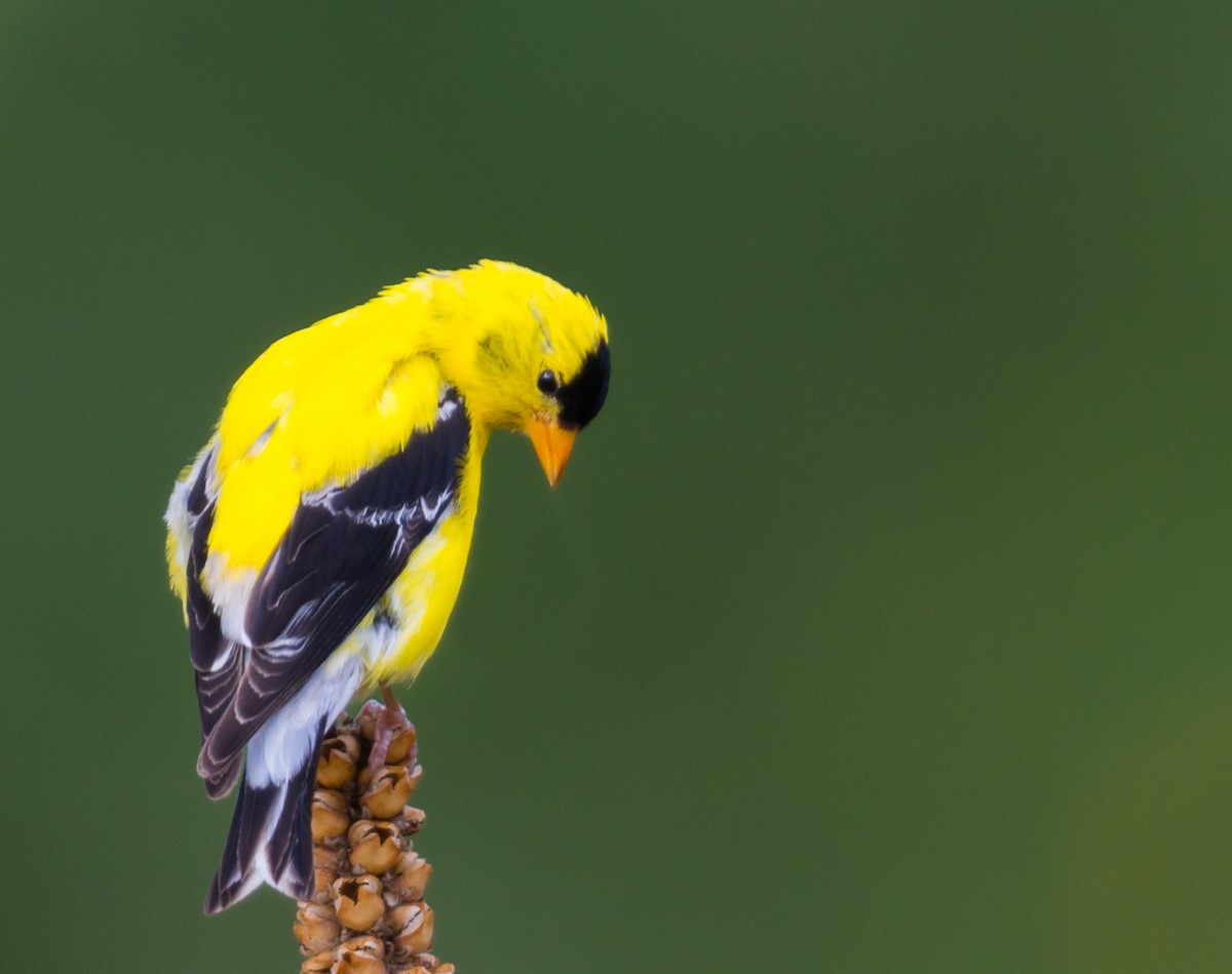 American Goldfinch - ML356821071