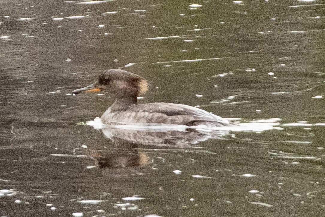 Hooded Merganser - ML356822441