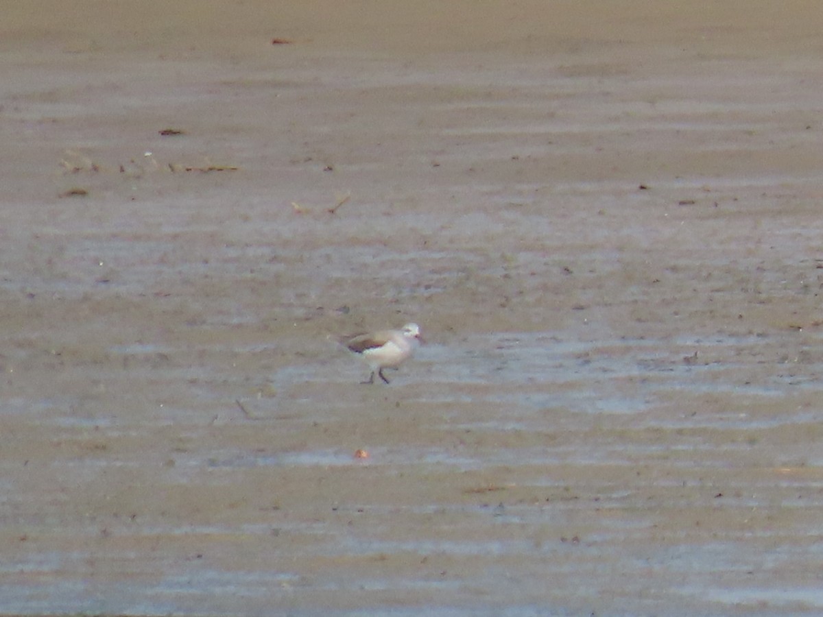 Wilson's Phalarope - ML356822971