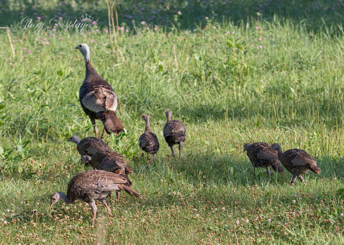 Wild Turkey - ML356823081