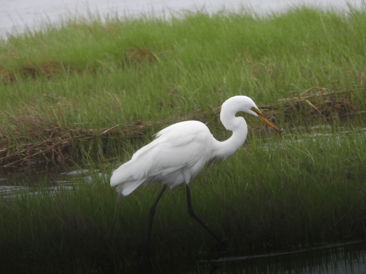 Great Egret - ML356825161