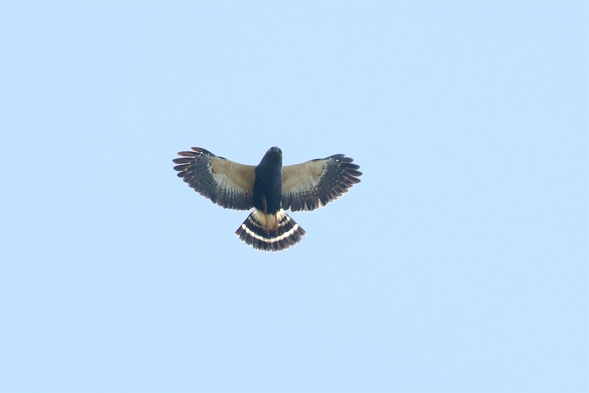 White-rumped Hawk - ML356825351