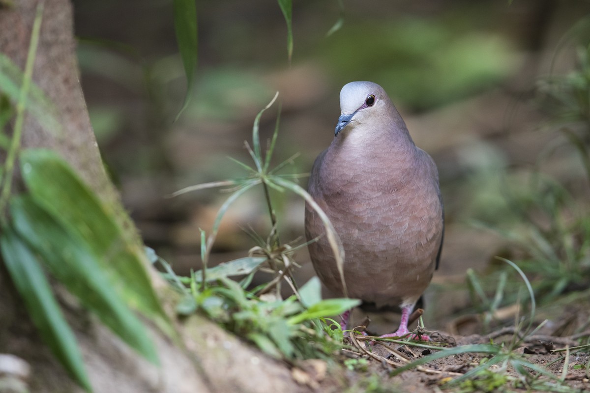 Gray-fronted Dove - ML356827121