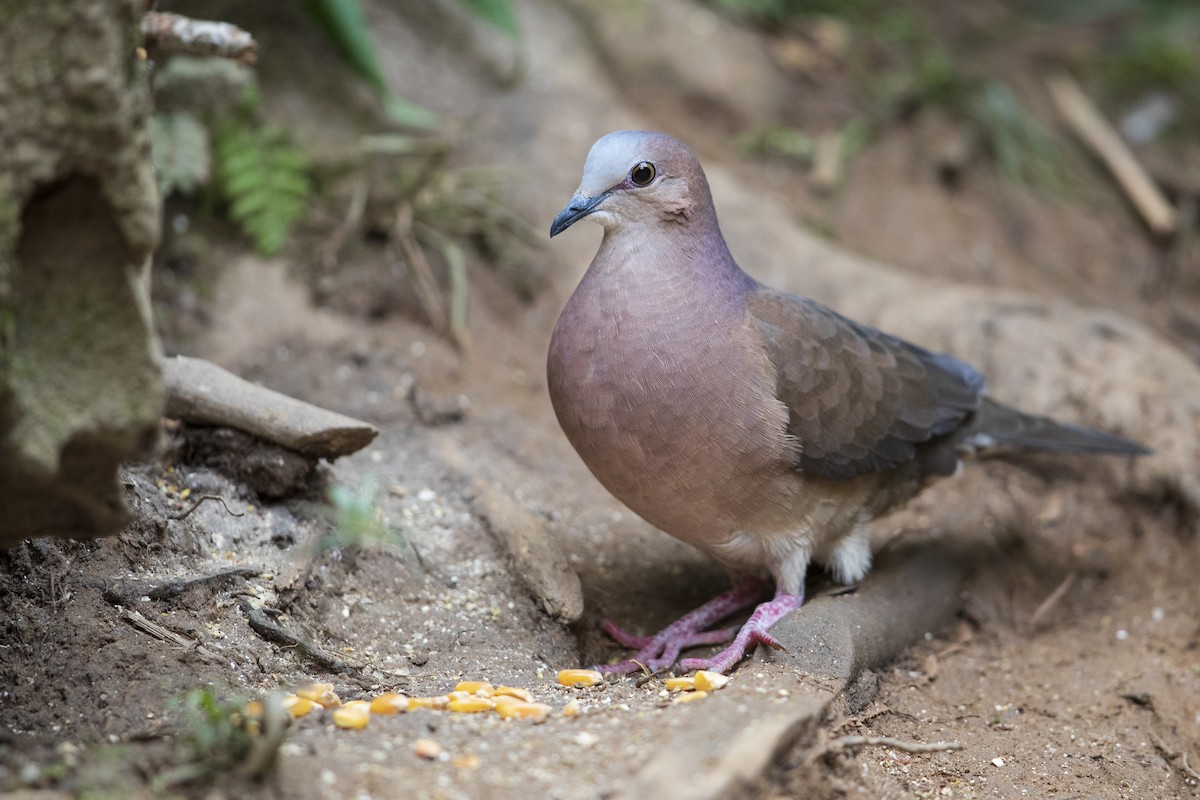 Gray-fronted Dove - ML356827151