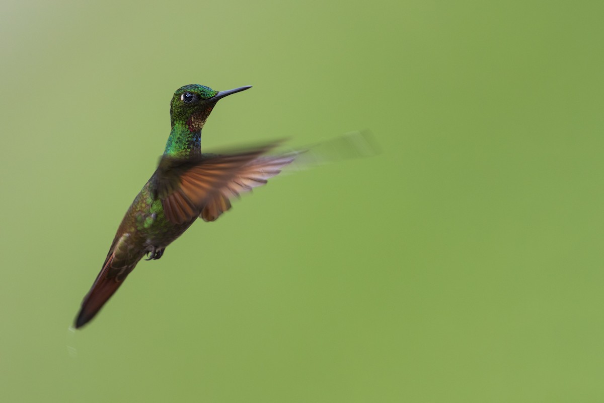 Colibri rubis-émeraude - ML356827571