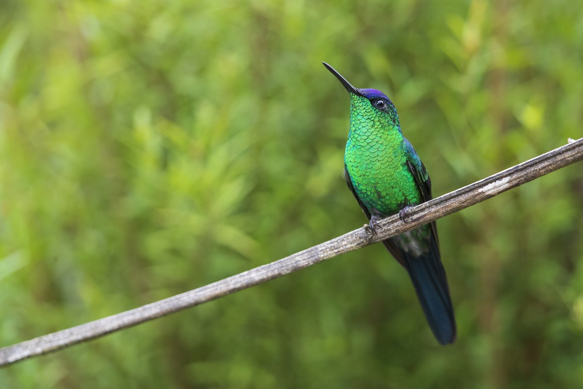 Violet-capped Woodnymph - ML356827811