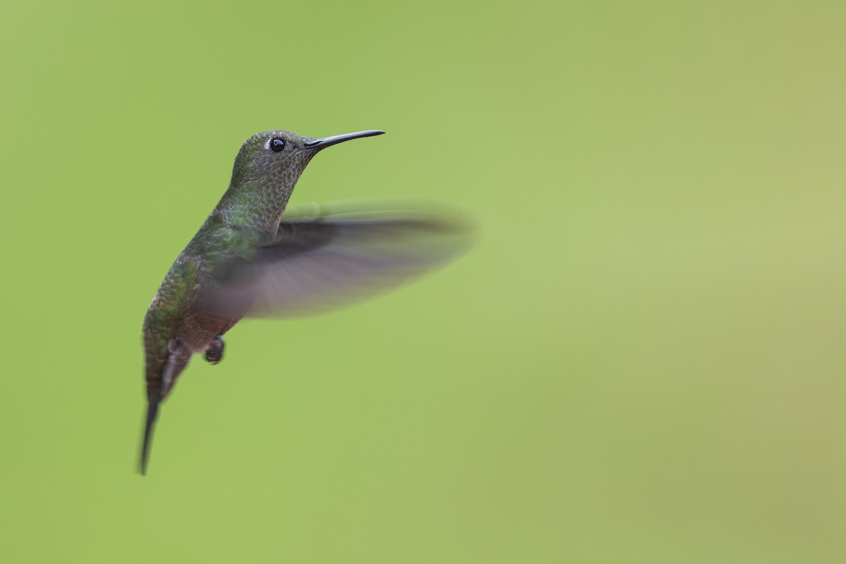 Sombre Hummingbird - Michael Stubblefield