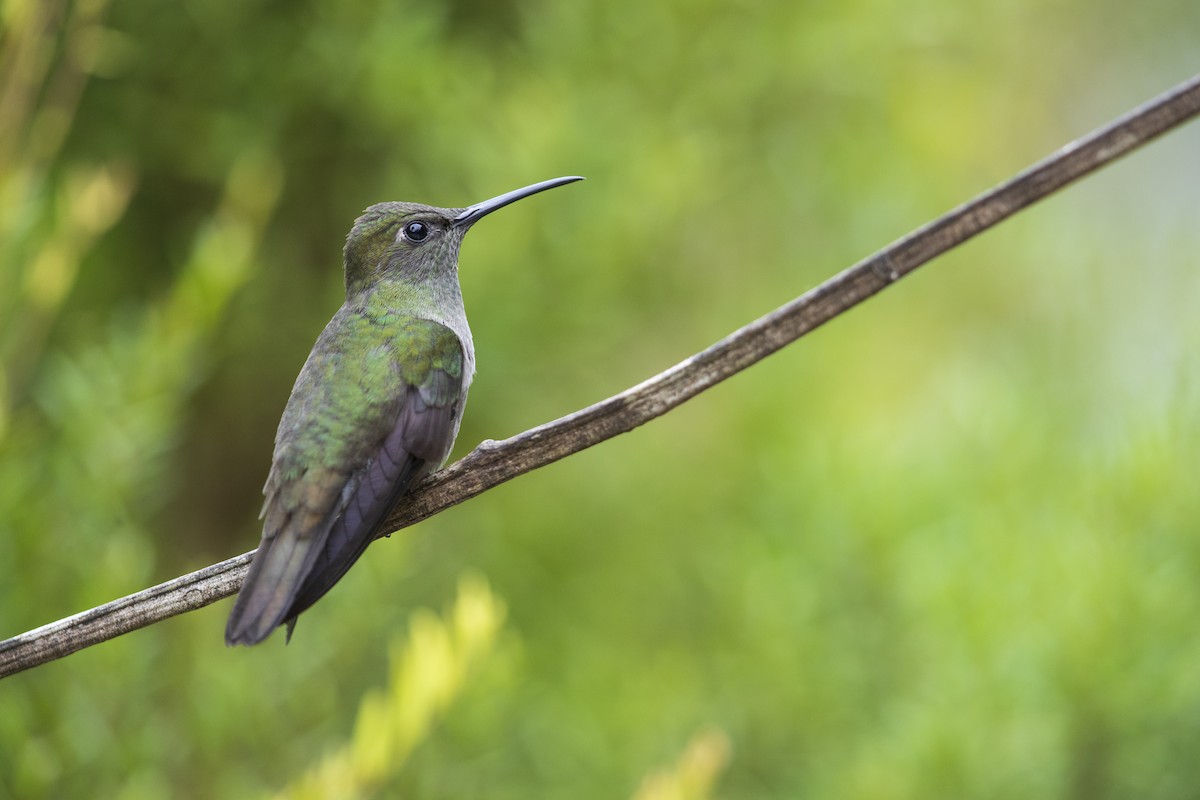 Sombre Hummingbird - Michael Stubblefield