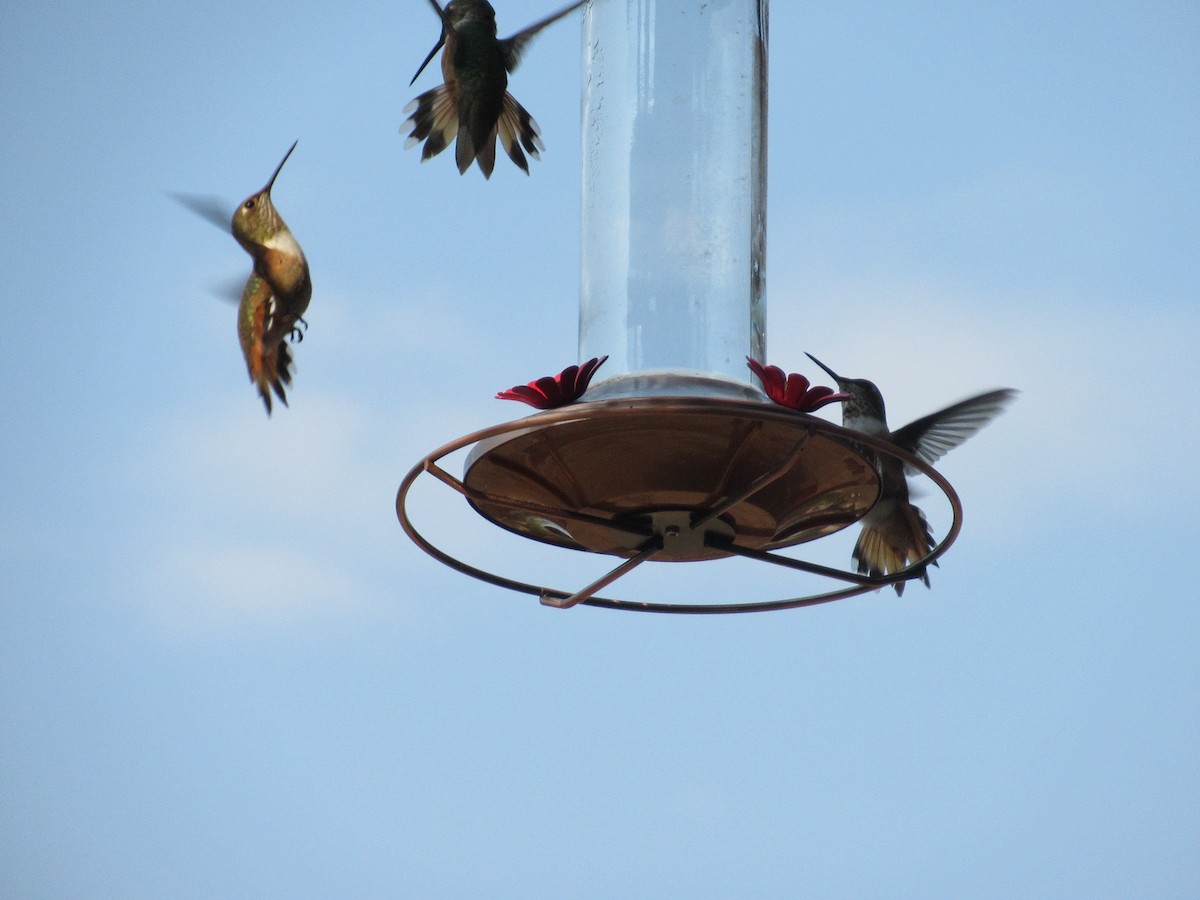 Rufous Hummingbird - Silvester Williams