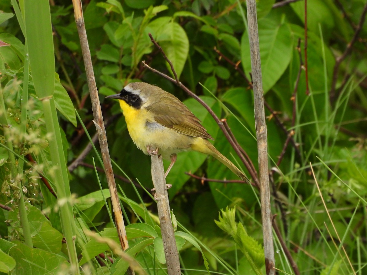 Common Yellowthroat - ML356828781