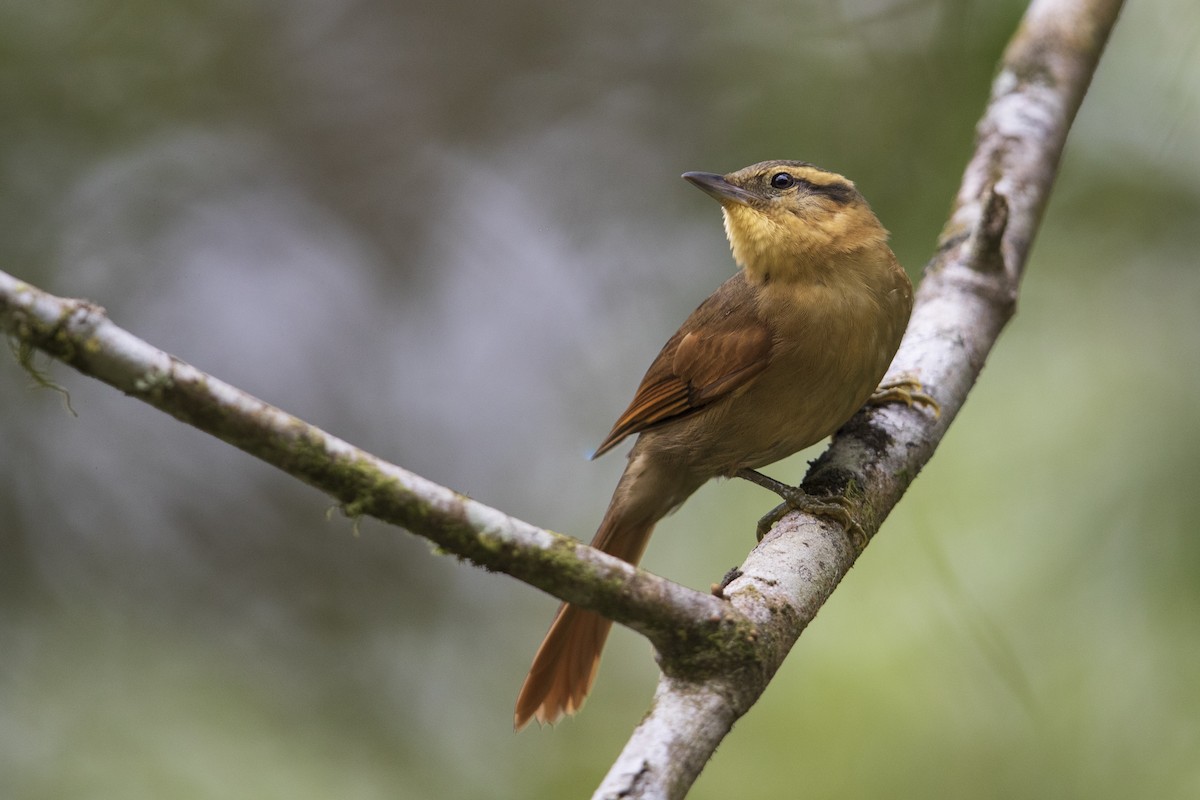 Ochre-breasted Foliage-gleaner - Michael Stubblefield