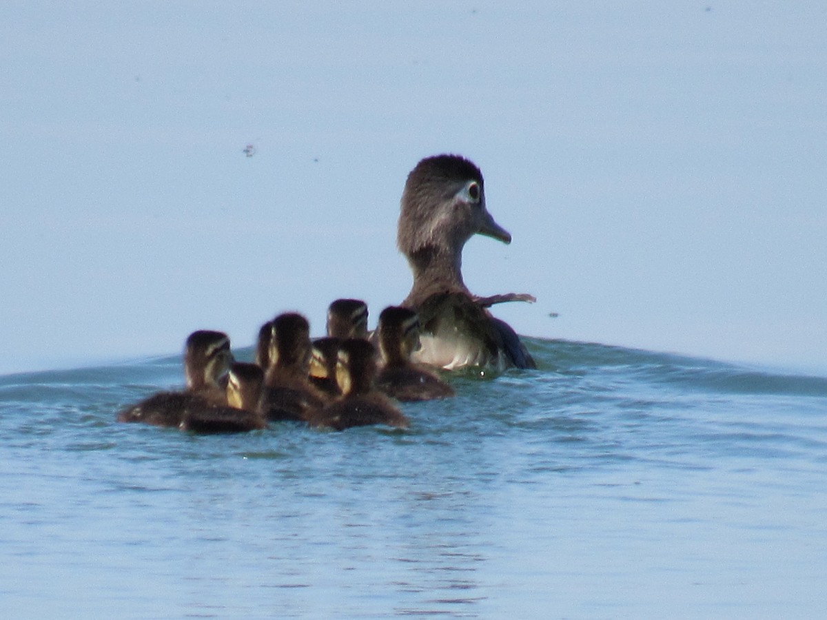 Wood Duck - Leslie Baker