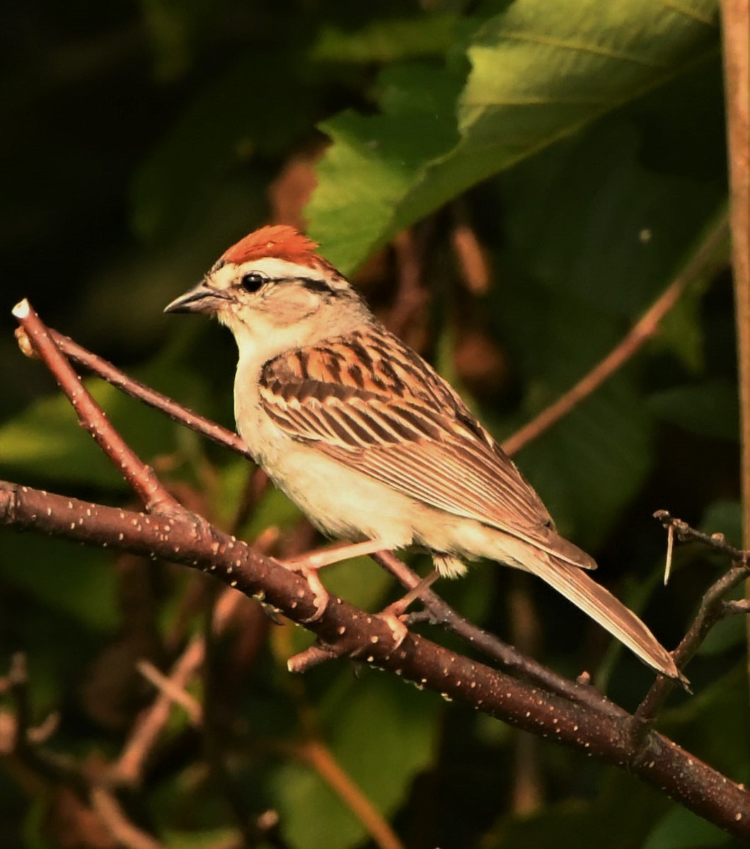 Chipping Sparrow - Francois Dubois