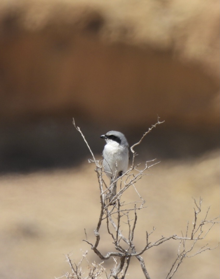 Loggerhead Shrike - ML356829381